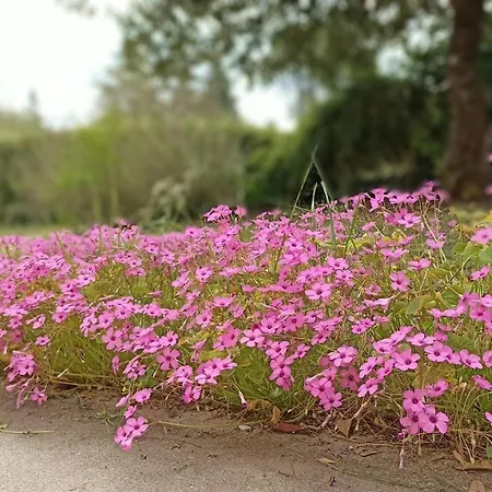 아파트 Maison 3 Chambres, 3 Salles De Bains, Le Confort Aux Portes D'angouleme Avec Jardin 라쿠론느